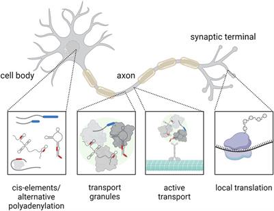 The dynamic world of RNA: beyond translation to subcellular localization and function